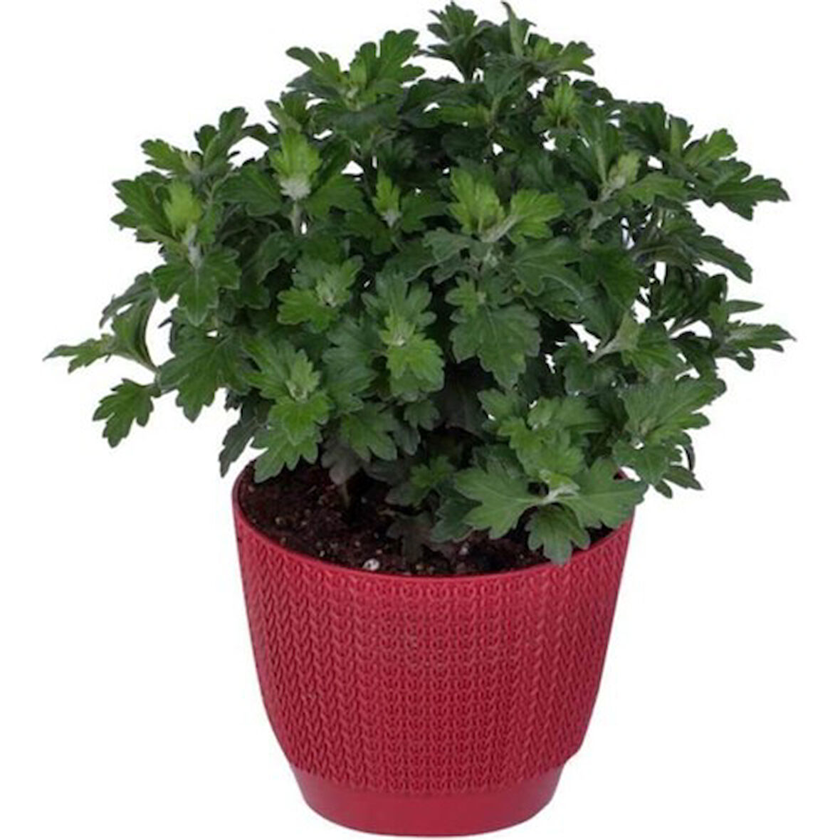 Kırmızı Renk 10-20 cm Kasımpatı 