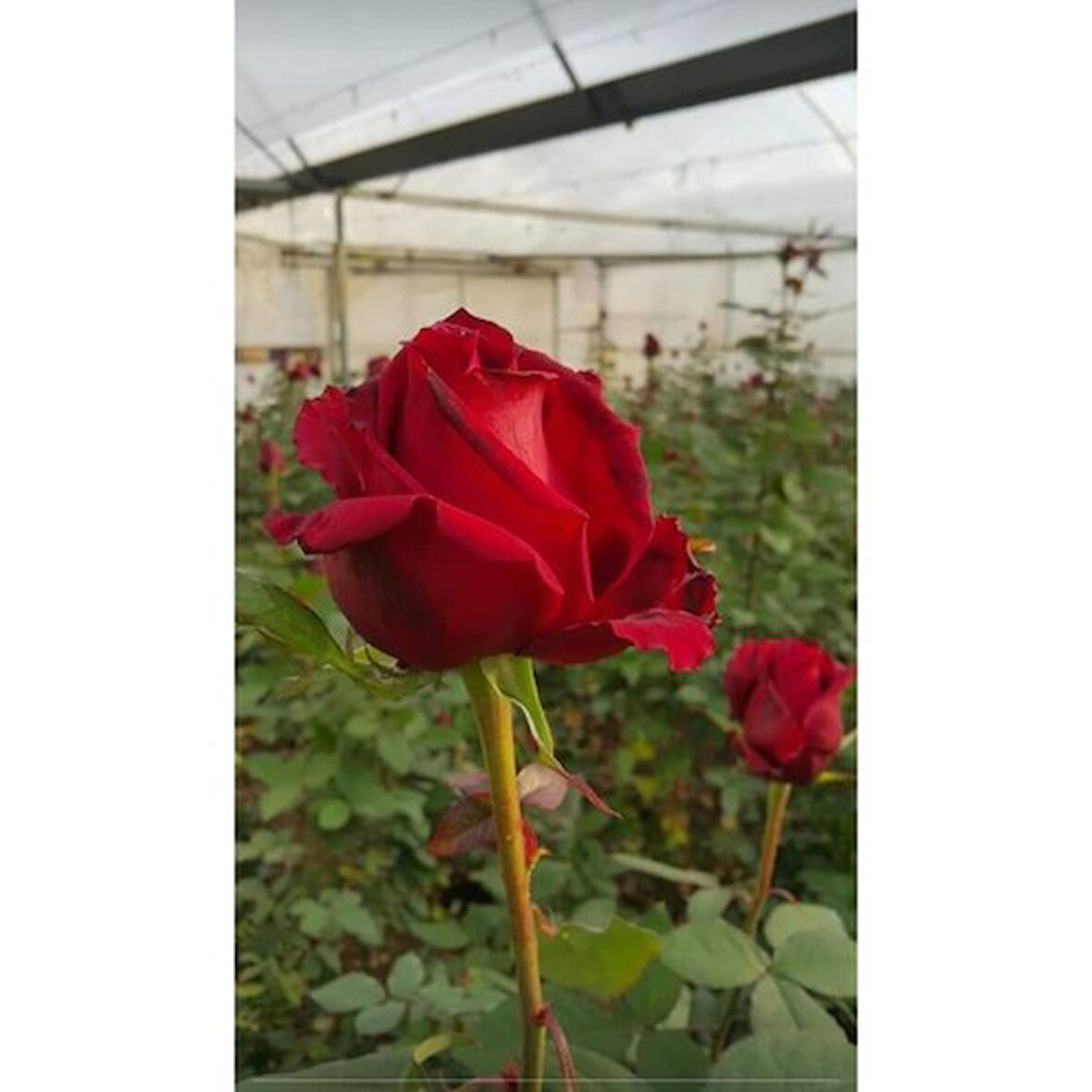 Mercan Kırmızı Gül Fidesi Fidanı 10-20 cm