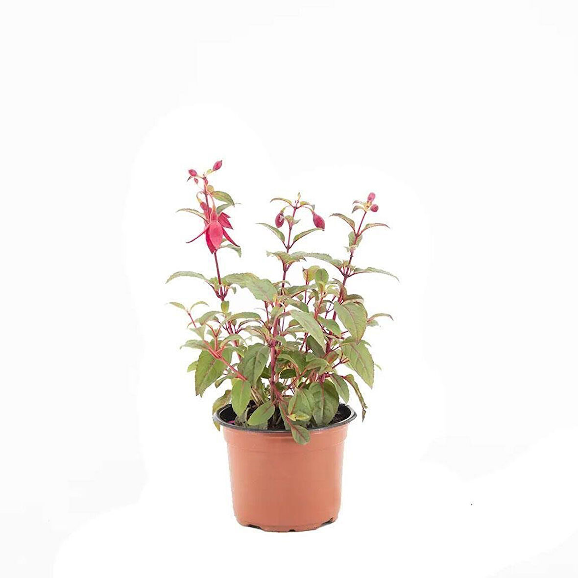 Fuchsia Cultivars Küpeli Çiçeği Fidanı 10-20 cm