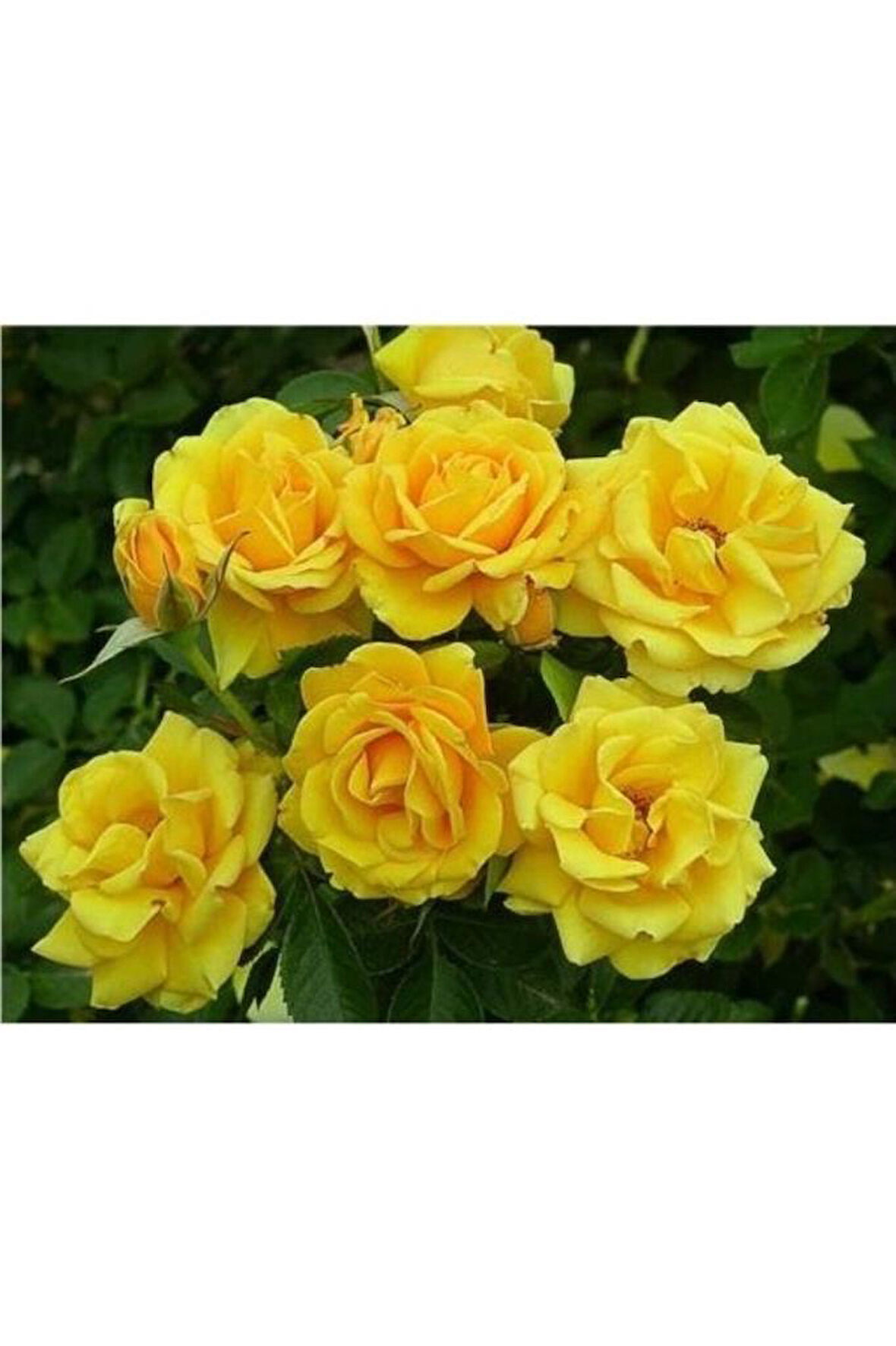 Sarı Gül Fidanı Yediveren - Kokulu 10-20 cm