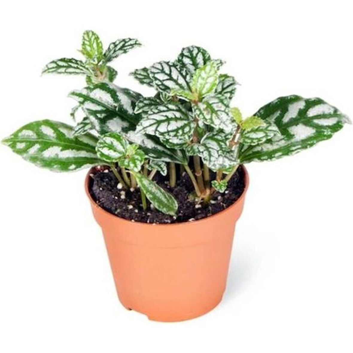 Pilea Cadierei Karyağdı Çiçeği 10 cm
