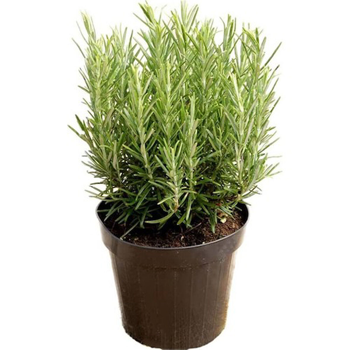  Rosemary Biberiye Fidanı 1 Adet 15-25 cm 