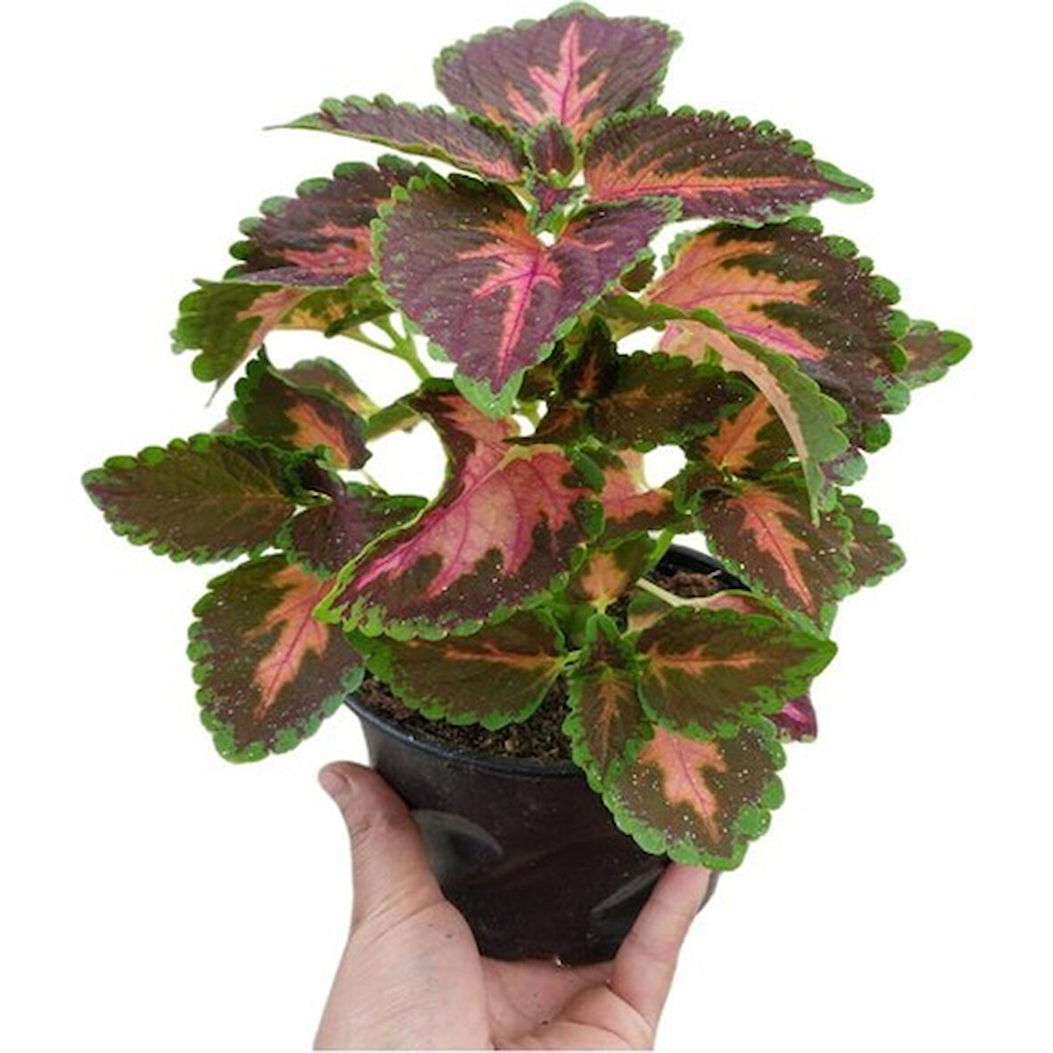Yaprağı Güzel Kolyos Çiçeği Fidanı Özel Renk 10-20 cm