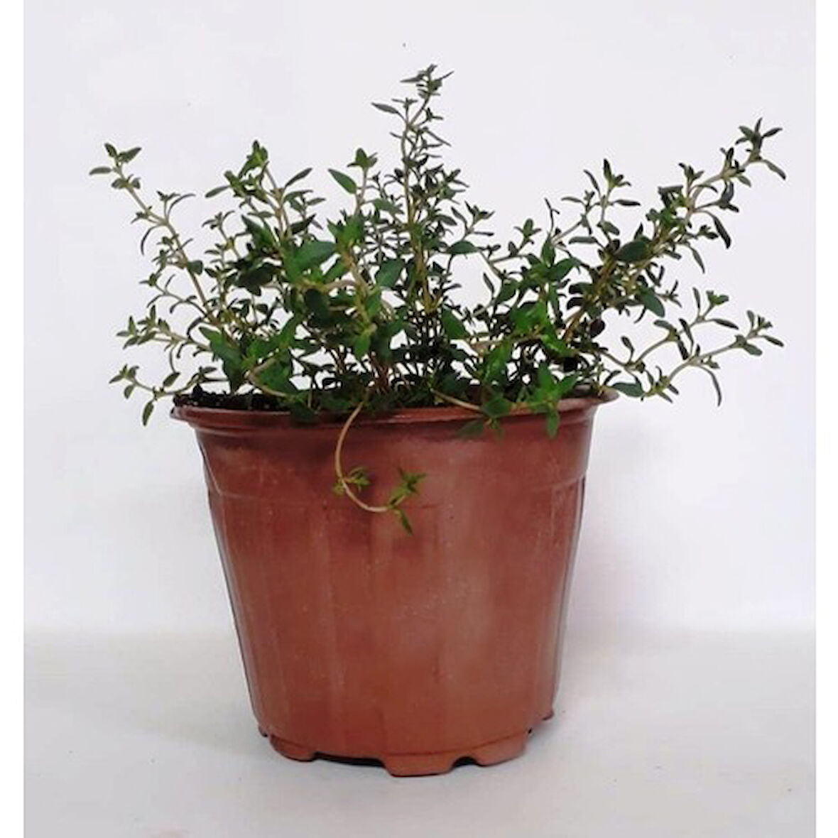Kekik Fidanı Fidesi 10-20 cm 