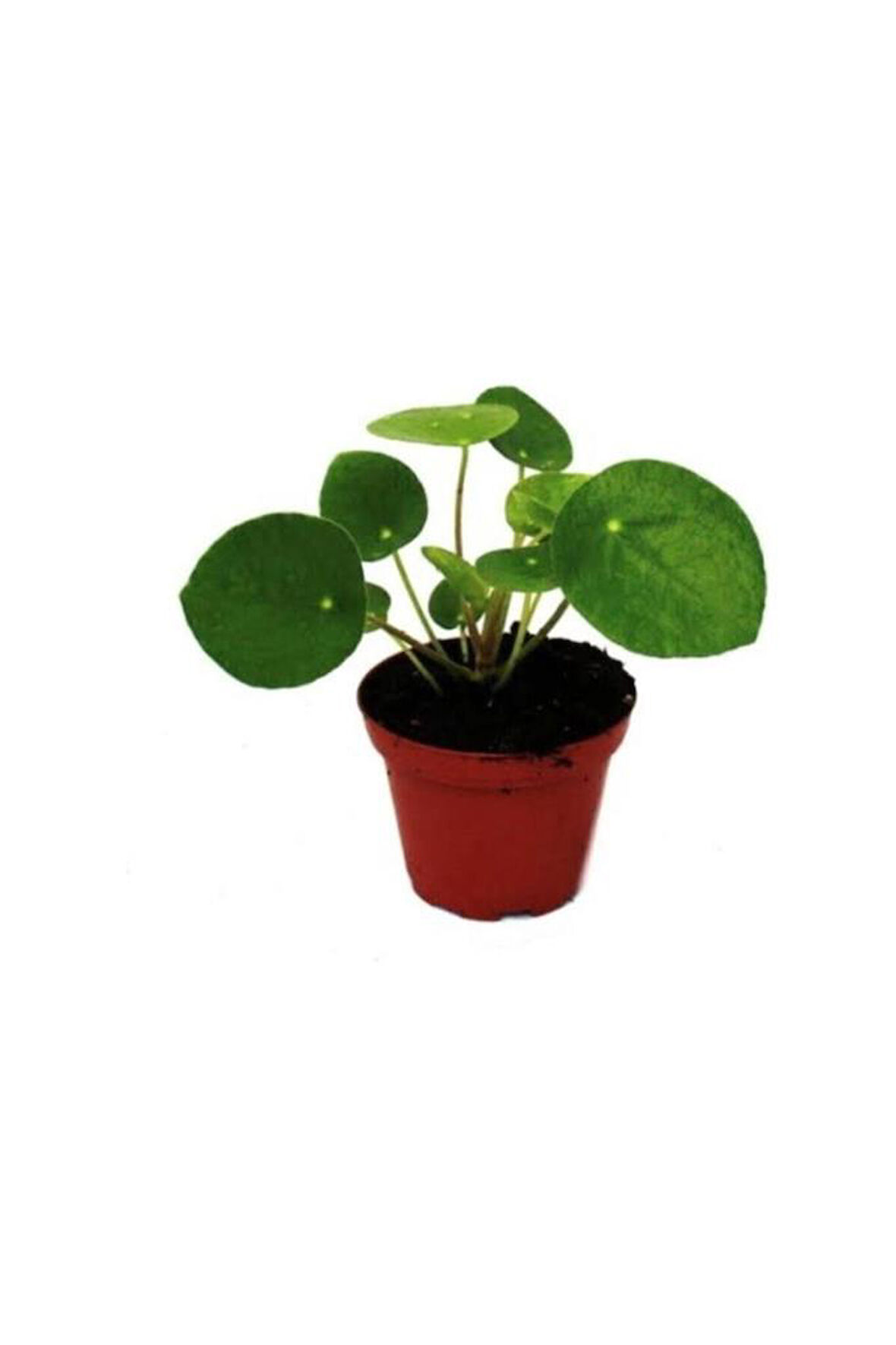Çin Şans Pilea Para Çiçeği 10-20 cm