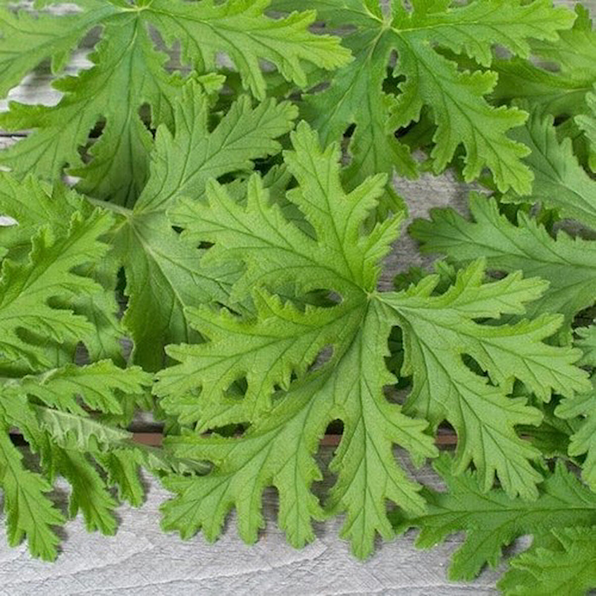 Gül Kokulu Itır Fidanı Pelargonium Graveolens 10-20 cm