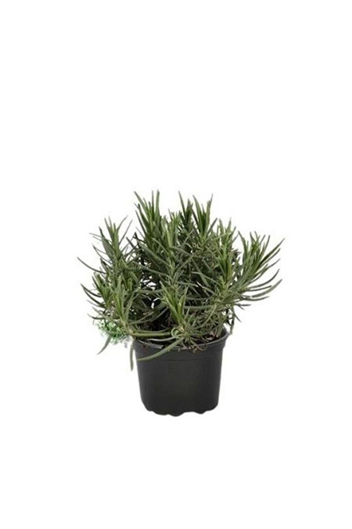 Angustifolia Lavanta Fidanı 1 Adet 15-25 Cm İntermedia 