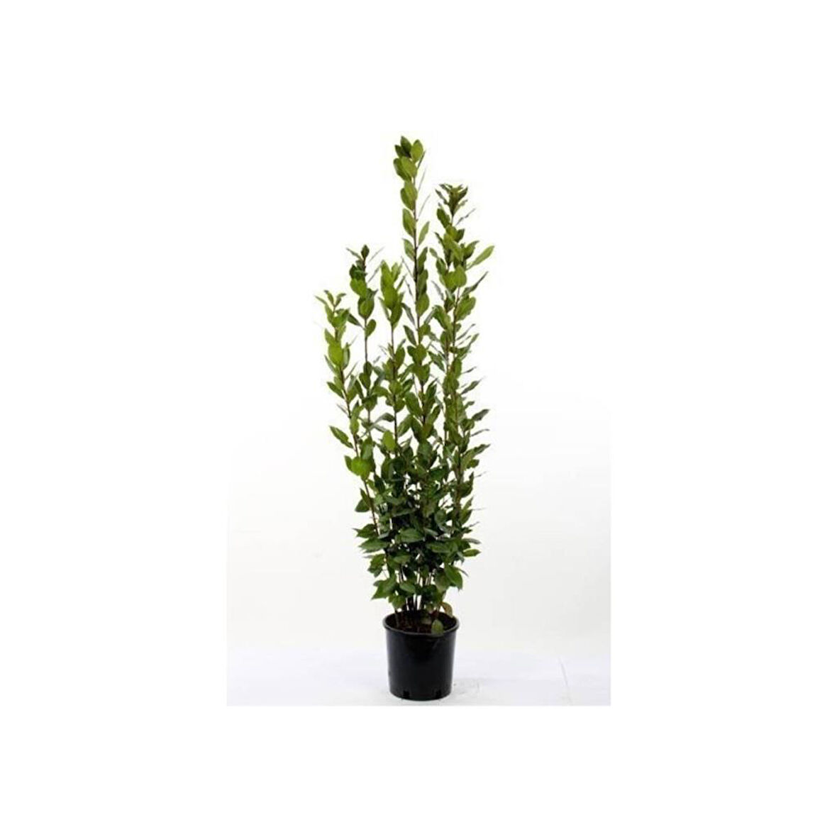 Kokulu Defne Fidanı Laurus Nobilis 15-25 cm
