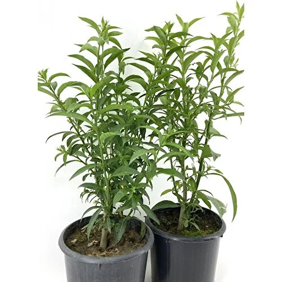 Kolonya Limon Çiçeği Akşam Gece Sefası Melisa 2 Adet 20-40 cm