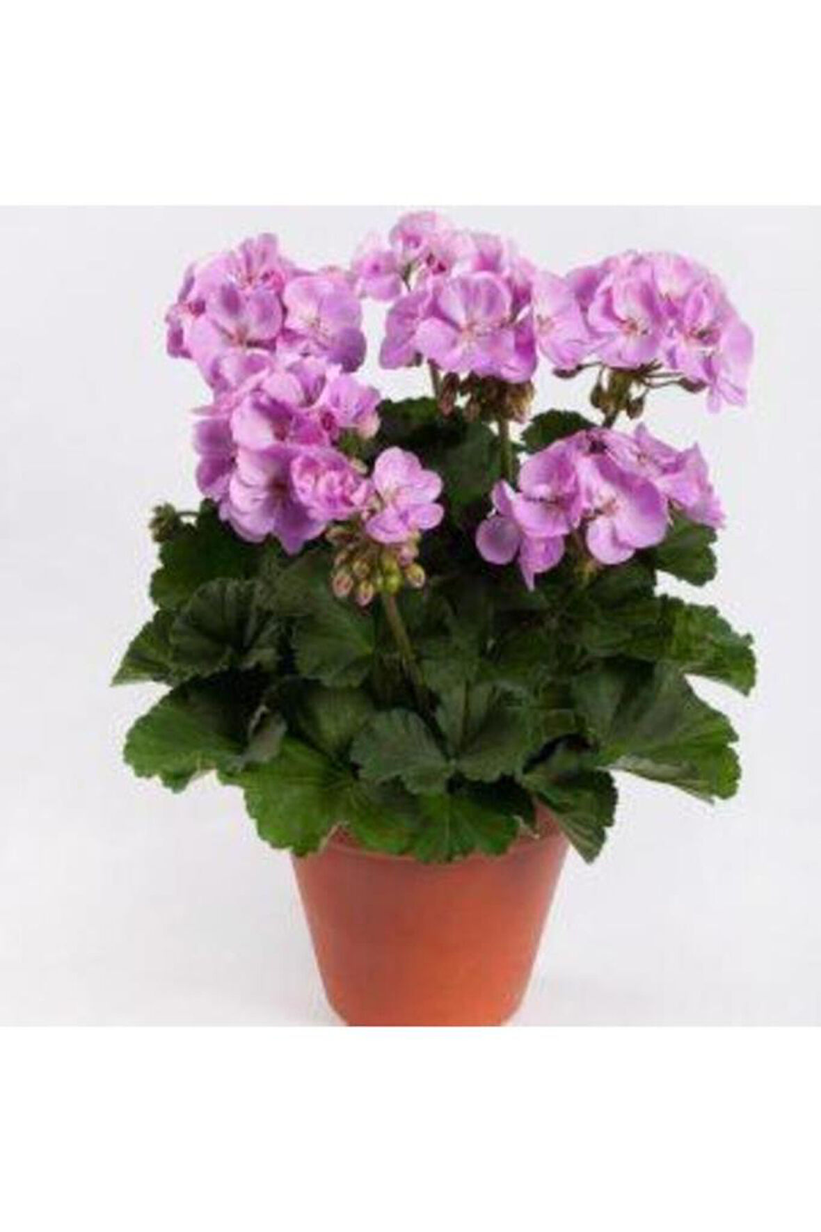 Potted Lilac Geranium Flower Lila Sardunya Çiçeği 10-20 Cm 