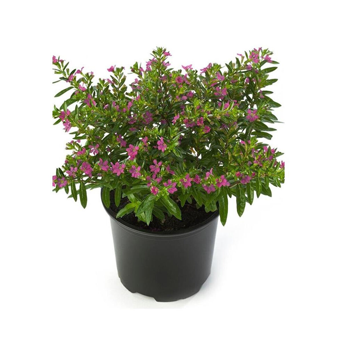 Cuphea Hyssopifolia 10-20 Cm Kufeya Çiçeği 