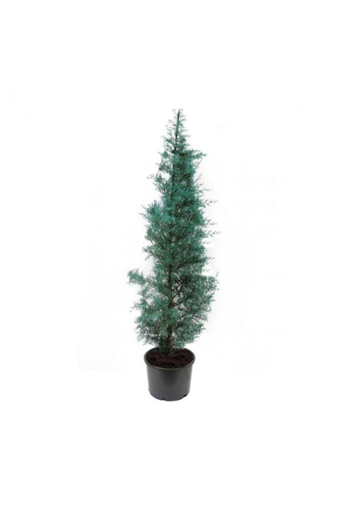 Mavi Servi Selvi Blue Cypress Cypress Sapling 50-100 Cm 