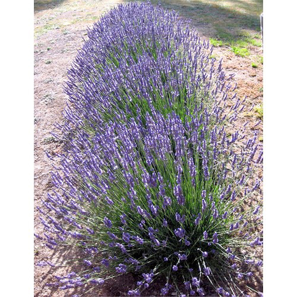 Lavanta Fidanı 4 Adet 15-25 Cm İntermedia