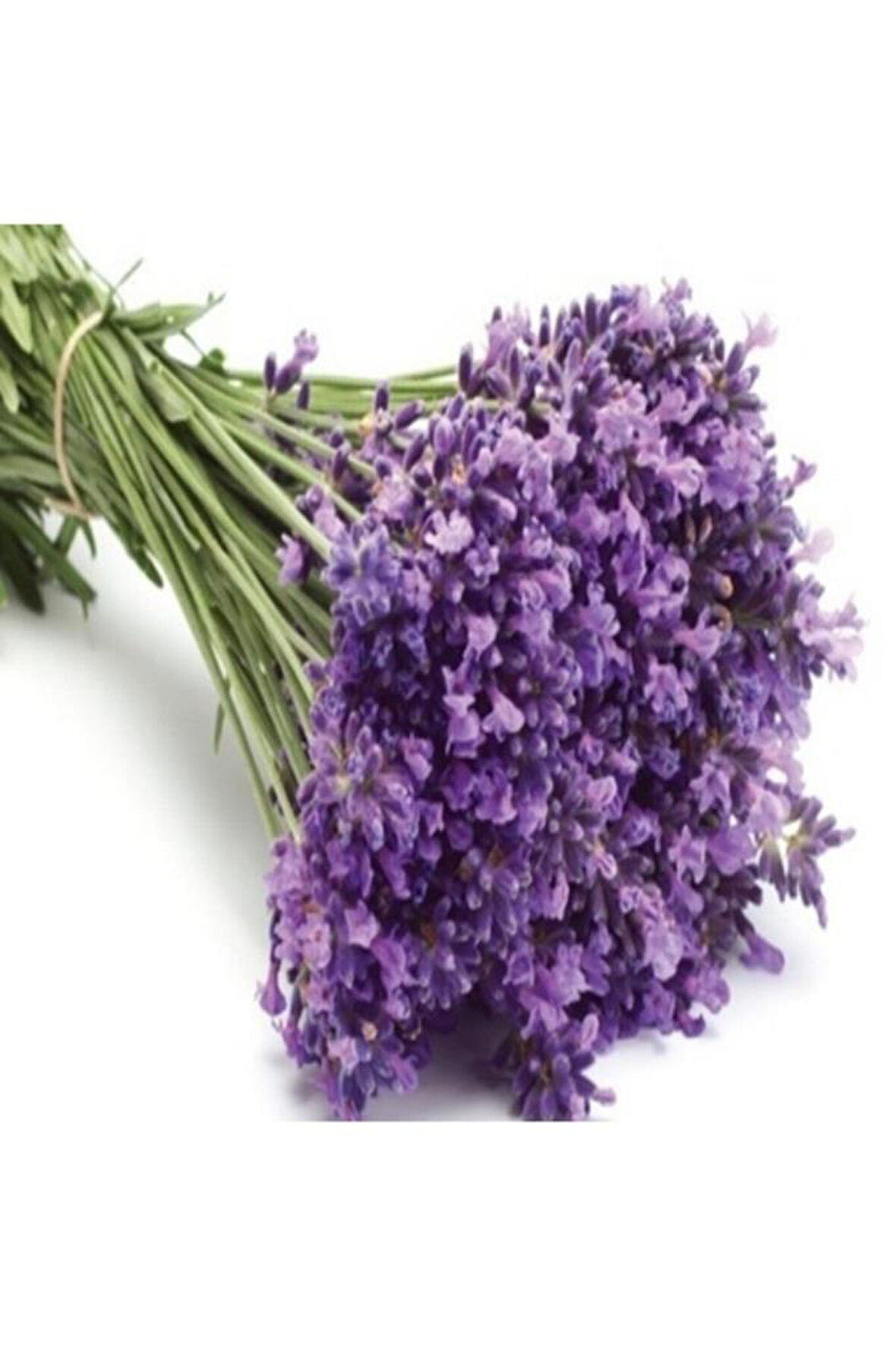 Lavandula Kokulu Lavanta Fidanı 10-15 Cm