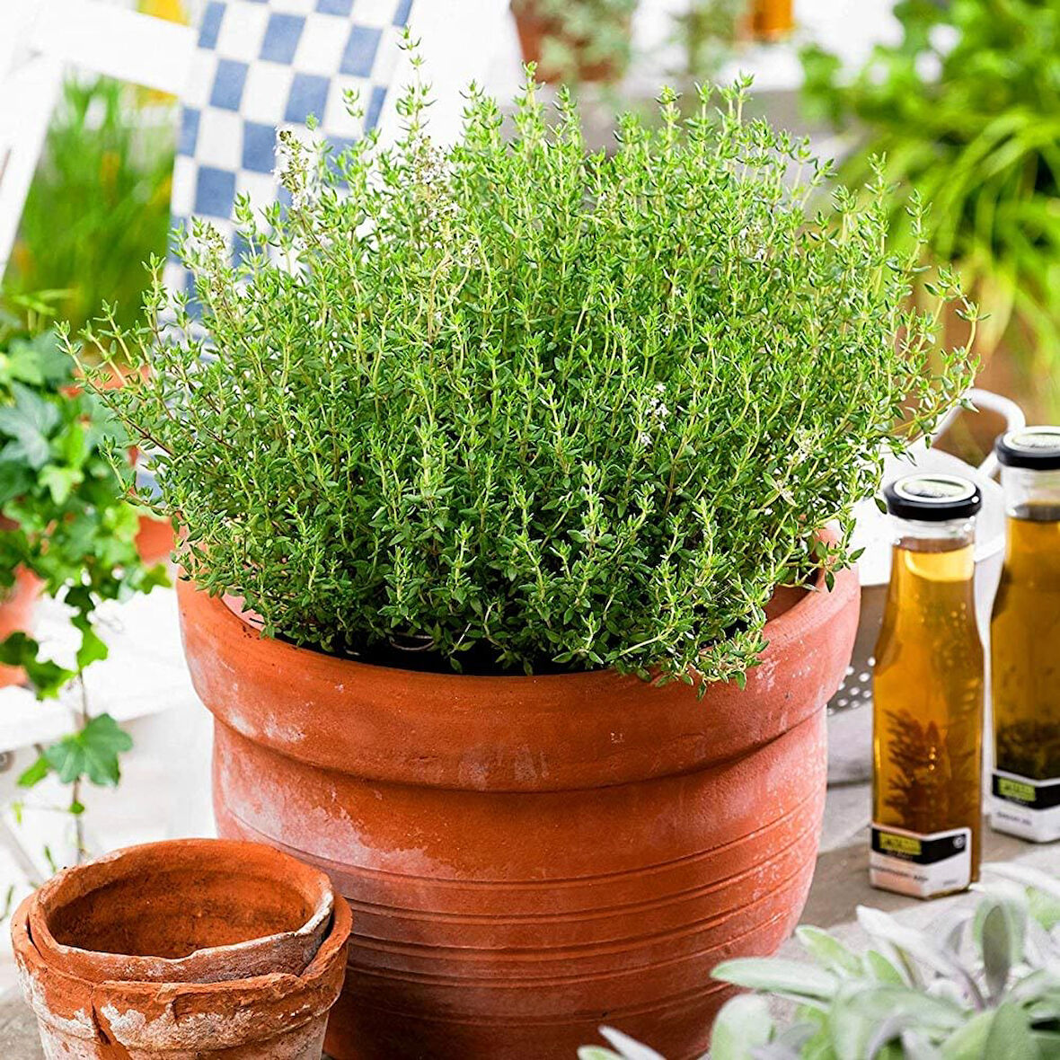 Kekik Fidanı 10-20 Cm 5 Adet Thymus Vulgaris