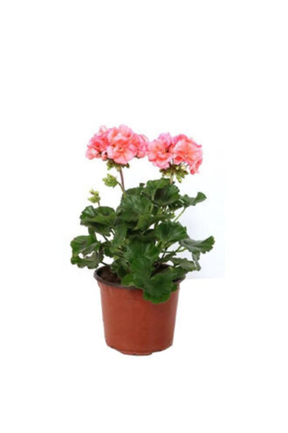 Fuşya Renk Sardunya Çiçeği Fidanı 10-20 cm