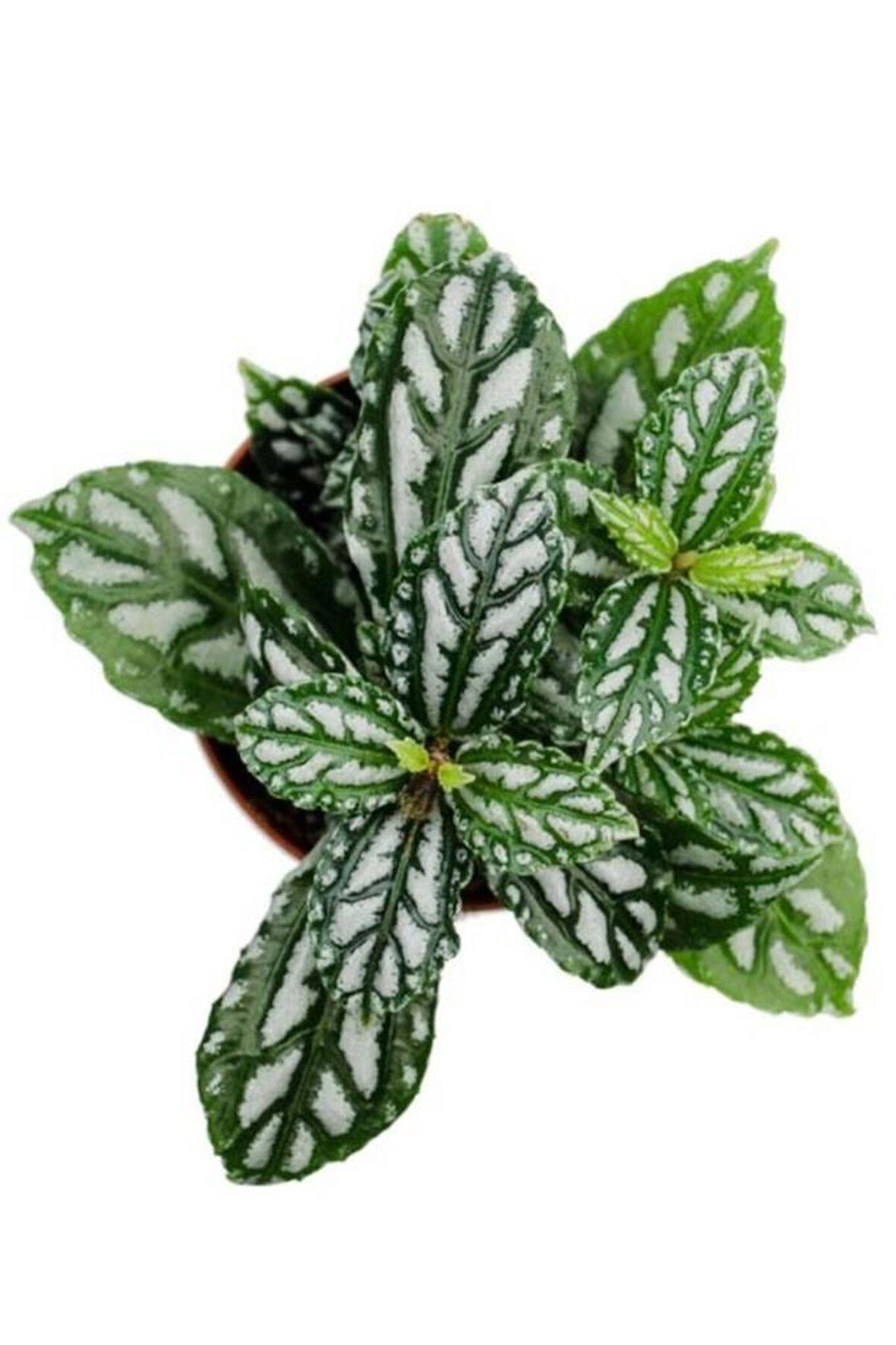 Iç Mekan Bitkisi 10-20 Cm Pilea Cadierei Karyağdı Çiçeği 