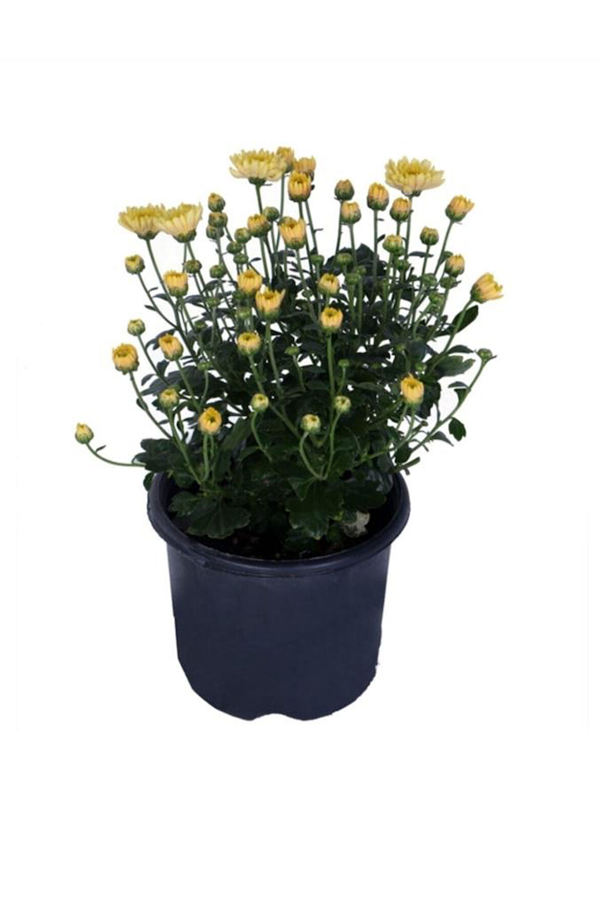 Sarı Kasımpatı Çiçeği Fidesi Fidanı 15-25 cm
