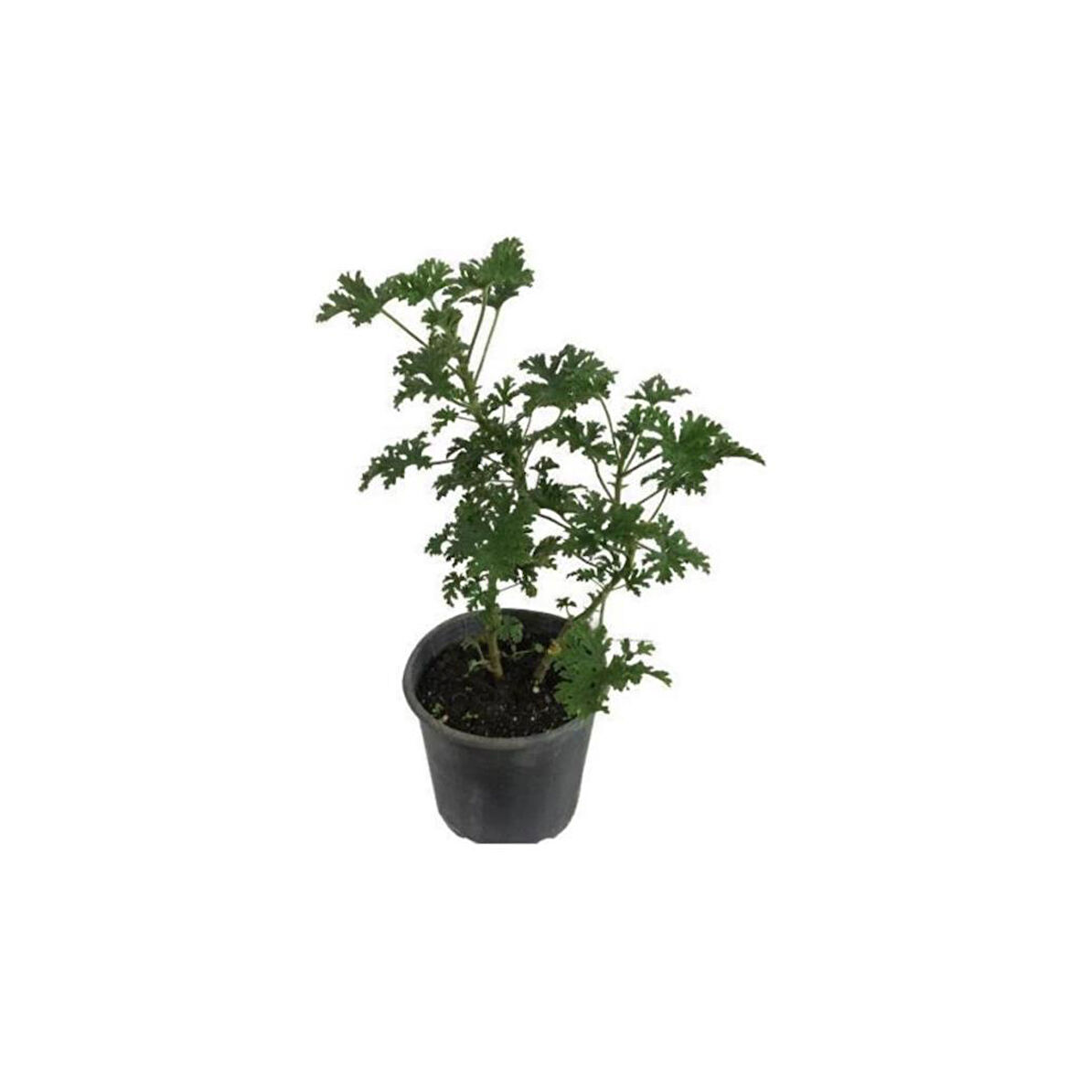 Geranium Sapling Itır Çiçeği Fidanı 5-15 cm