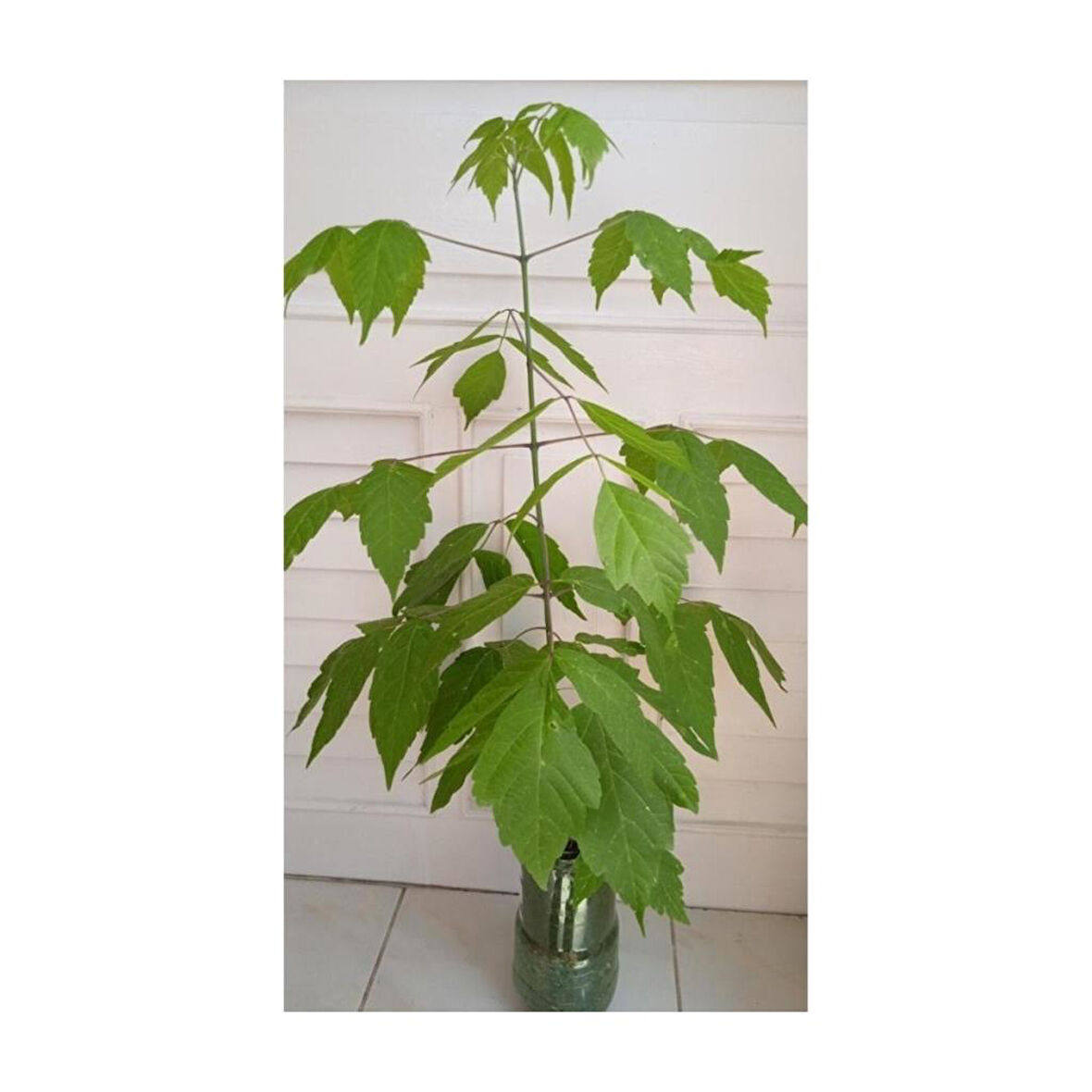 Dişbudak Yapraklı Akçaağaç Fidanı 30-50 cm