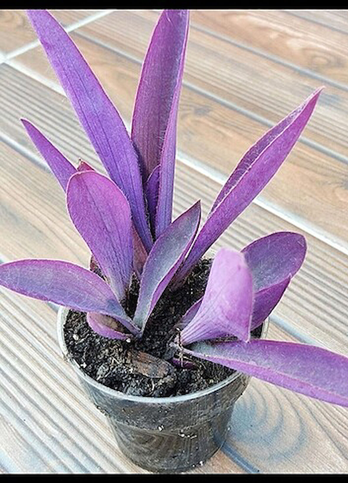 Tradescantia Purple Passion Telgraf Çiçeği Mor Fidanı 10-20 cm