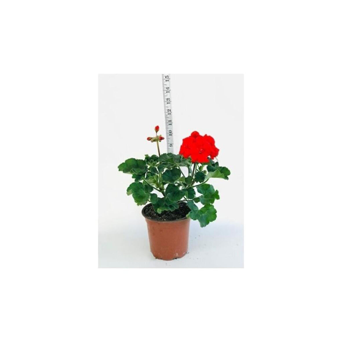 Sardunya Fidesi Fidanı Kırmızı Saksılı 10-20 cm
