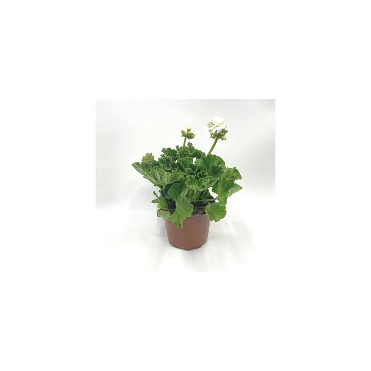 Kutup Beyazı Sardunya Çiçeği Fidesi 10-20 cm