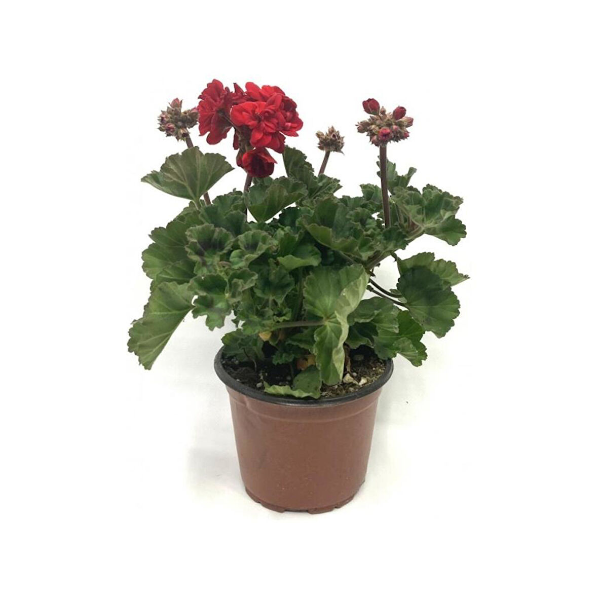 Scarlet Kırmızı Sardunya Çiçeği Fidesi 10-20 cm