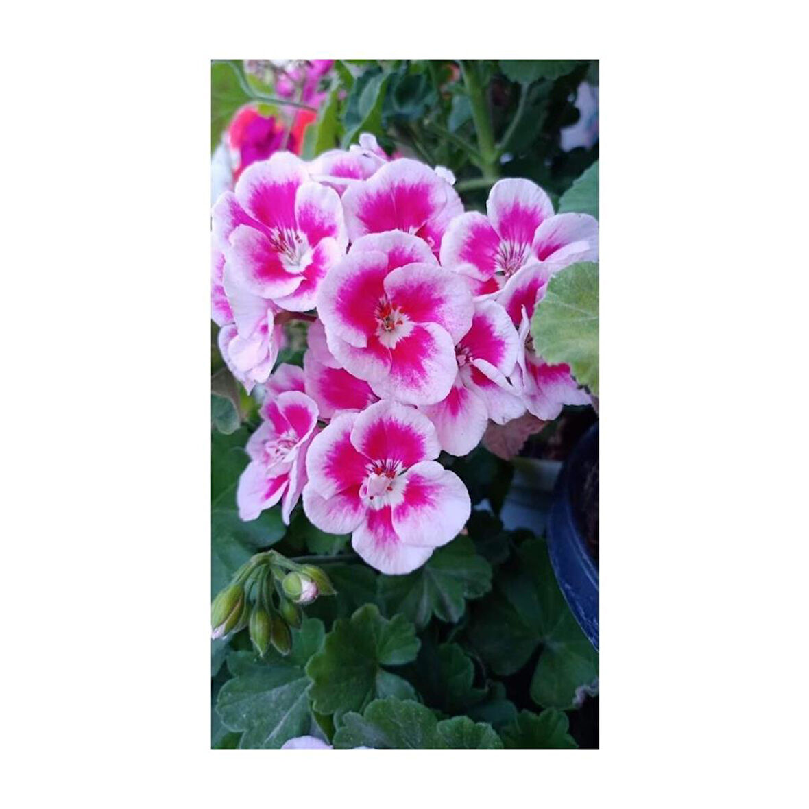 Ultra Pembe Beyaz Sardunya Çiçeği Fidesi 10-20 cm