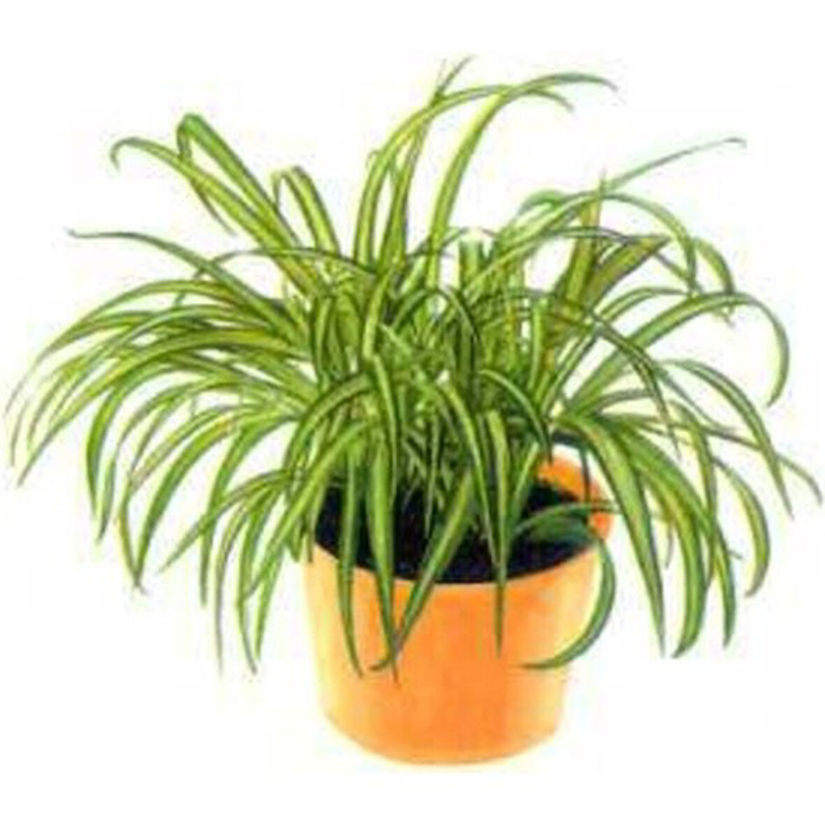 Oksijen Bitkisi Kurdele Çiçeği Fidanı 15-25 cm
