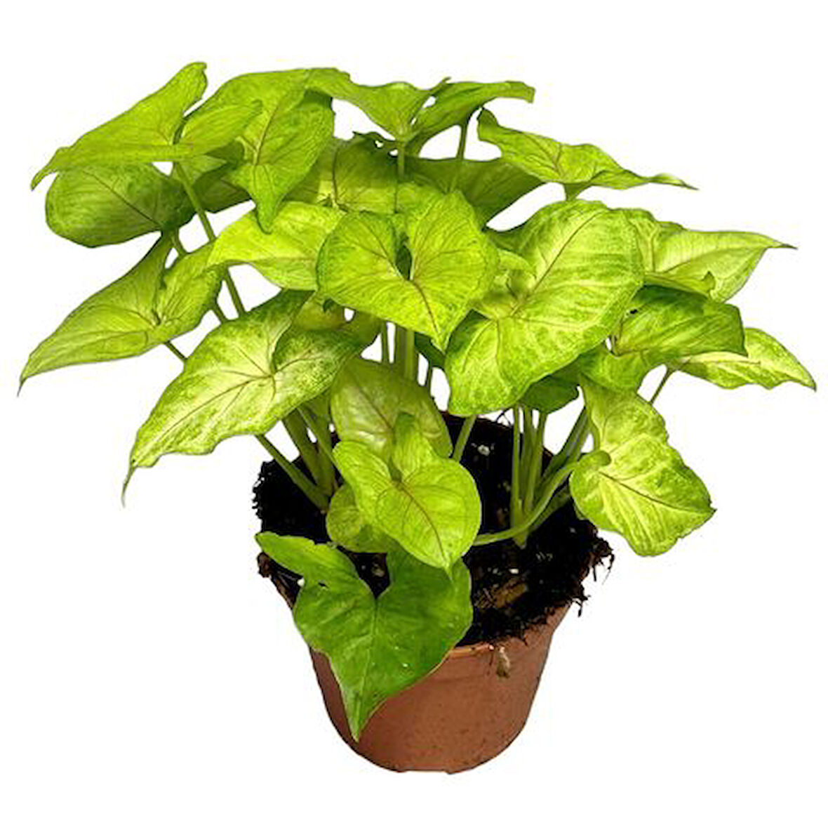 Syngonium Podophyllum Melek Kanadı Çiçeği 