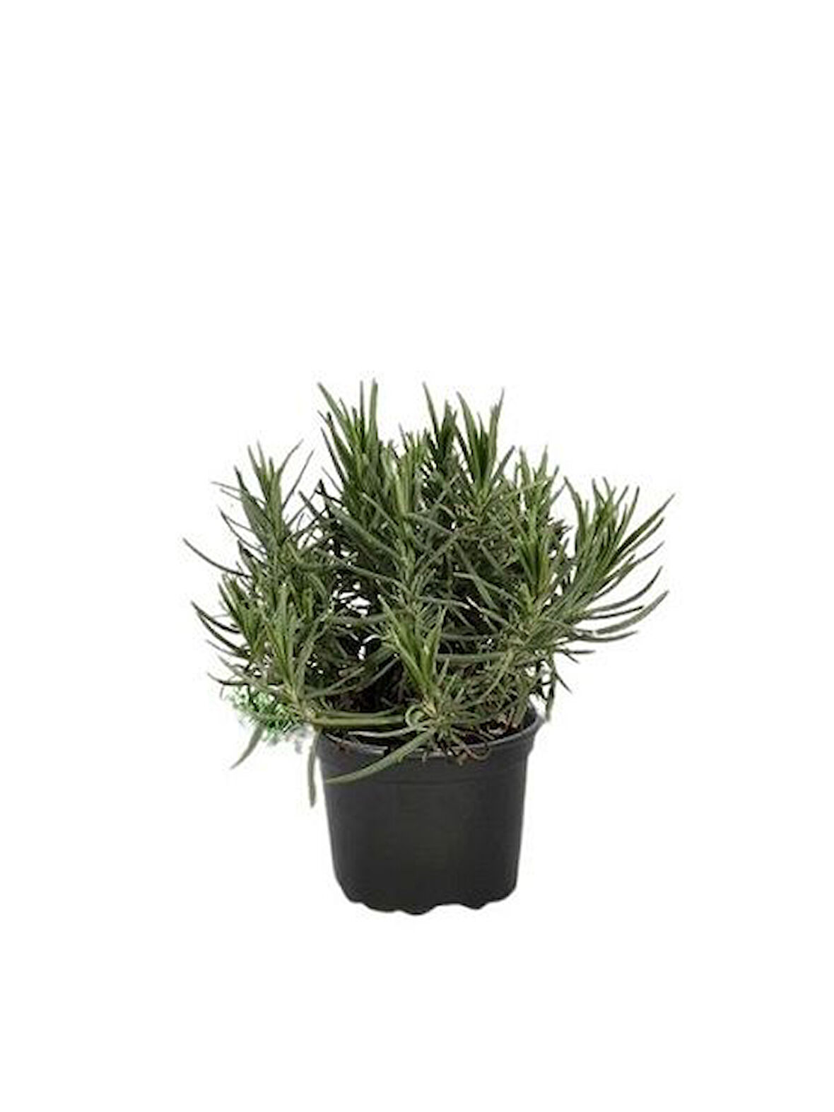 DarkOrchid Moru Lavanta Fidanı 2 Adet 30-40 Cm (Lavandula Intermedia)