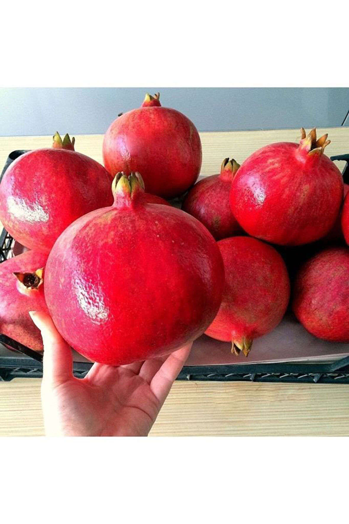 Hicaz Nar Fidanı Pomegranate Sapling Açık Kök 50-100 cm 