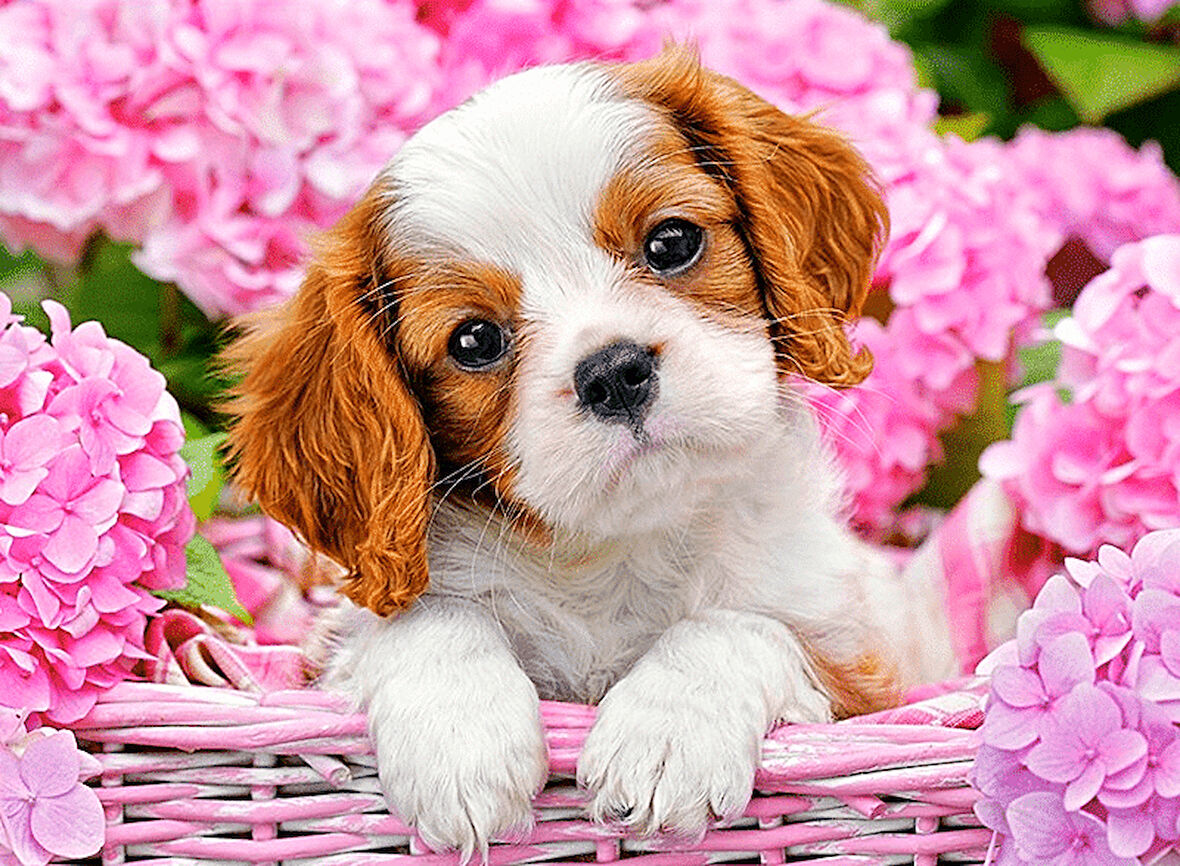 Çiçekler Ve Yavru Köpek Çerçevesiz 50x65 Sayılarla Boyama Hobi Seti