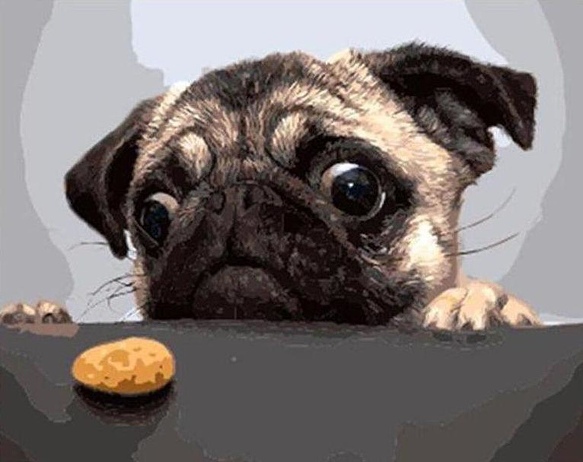 Sevimli Pug Çerçevesiz 90x110 Sayılarla Boyama Hobi Seti
