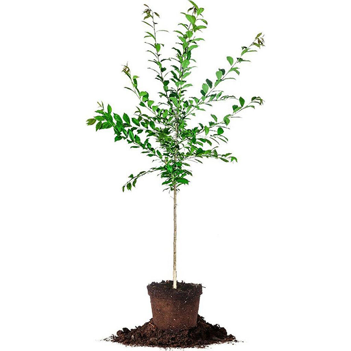 Erik Mürdüm Fidanı 50-100 cm Aşılı Açık Kök 
