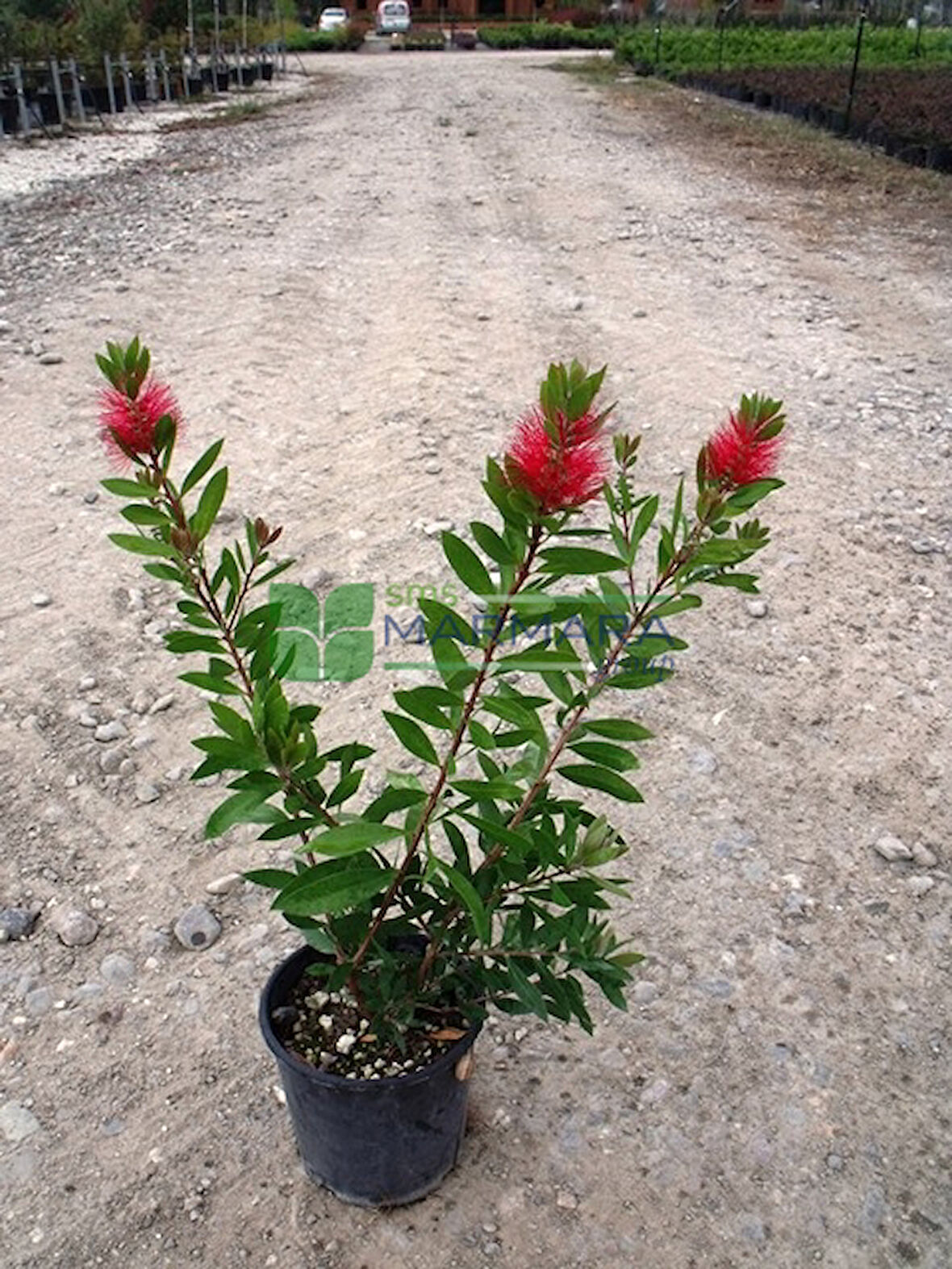Fırça Çalısı Fidanı Callistemon Laevis 50-90 cm 