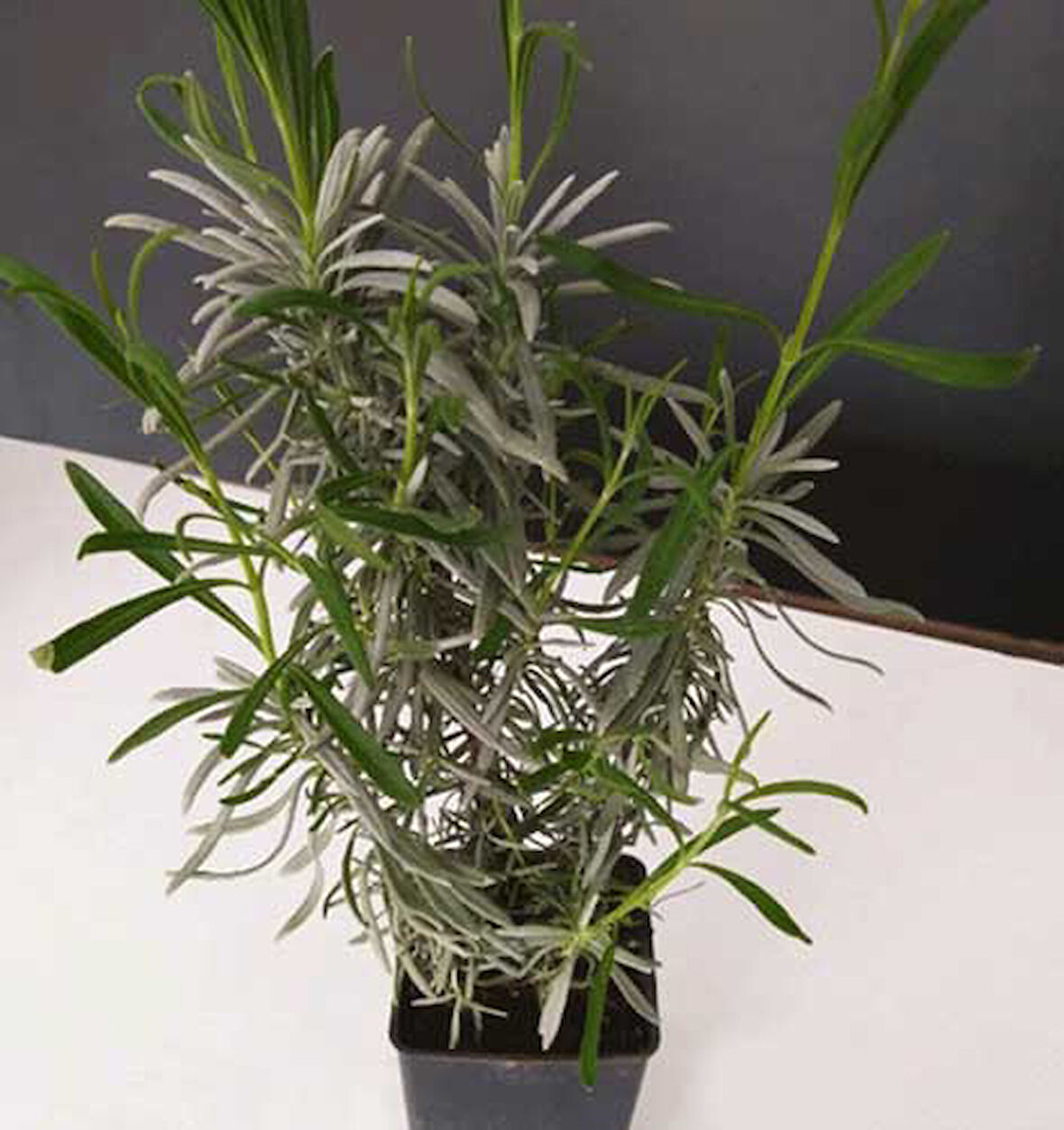 Lavandula Intermedia Lavanta Fidanı 2 Adet 30-40 Cm