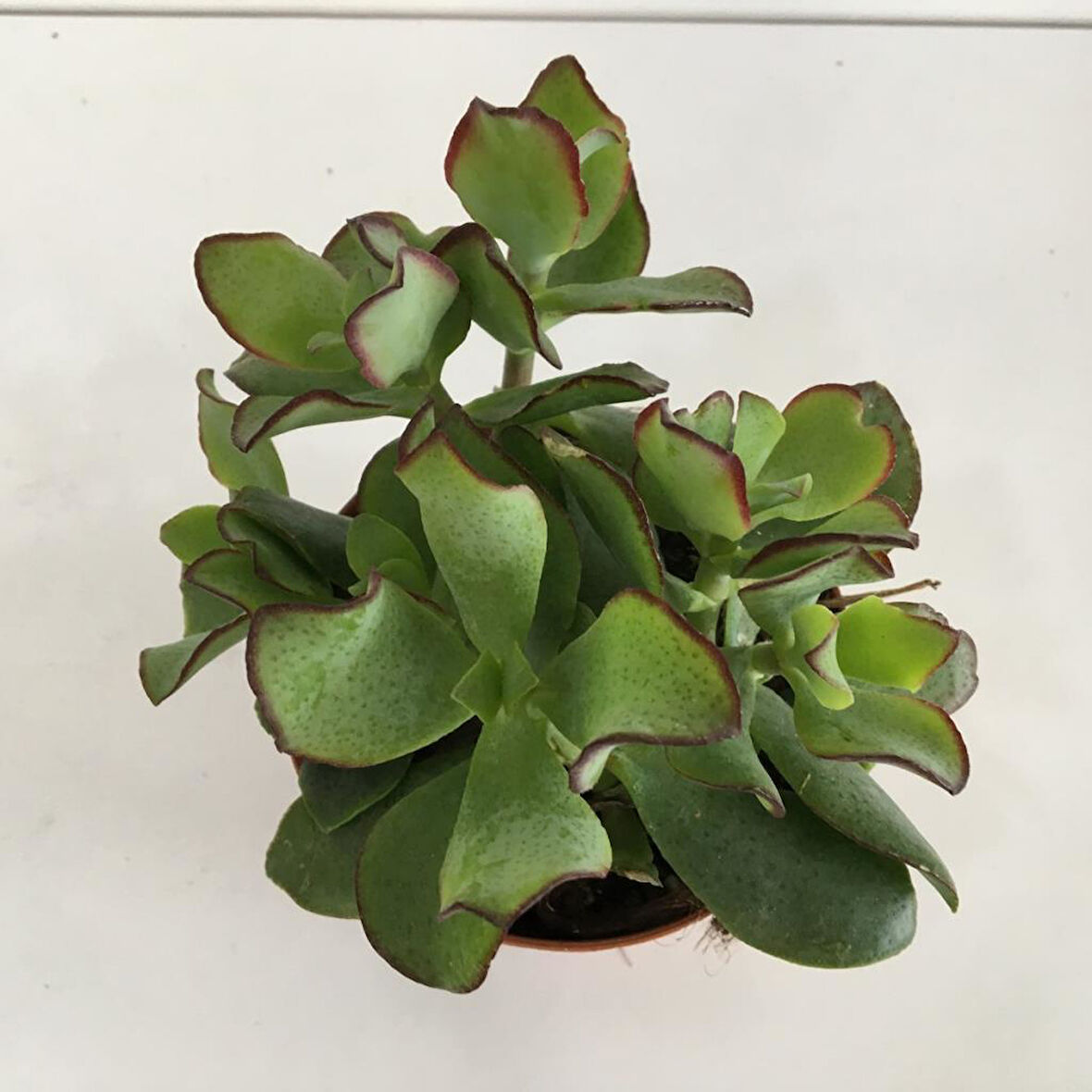 Orta Boy Crassula Ovata Para Çiçeği 10-20 cm