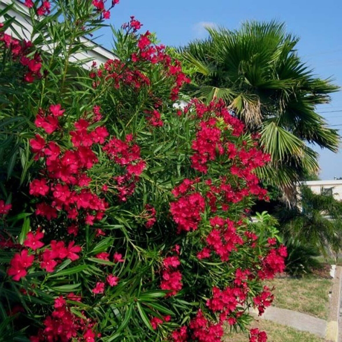 Kırmızı Zakkum Fidanı 40-60 cm