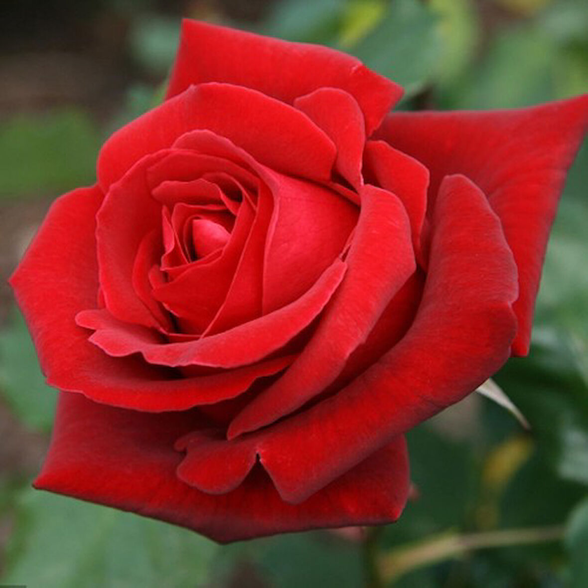 Hafsa Sultan Kırmızı Gül Fidanı 10-20 cm
