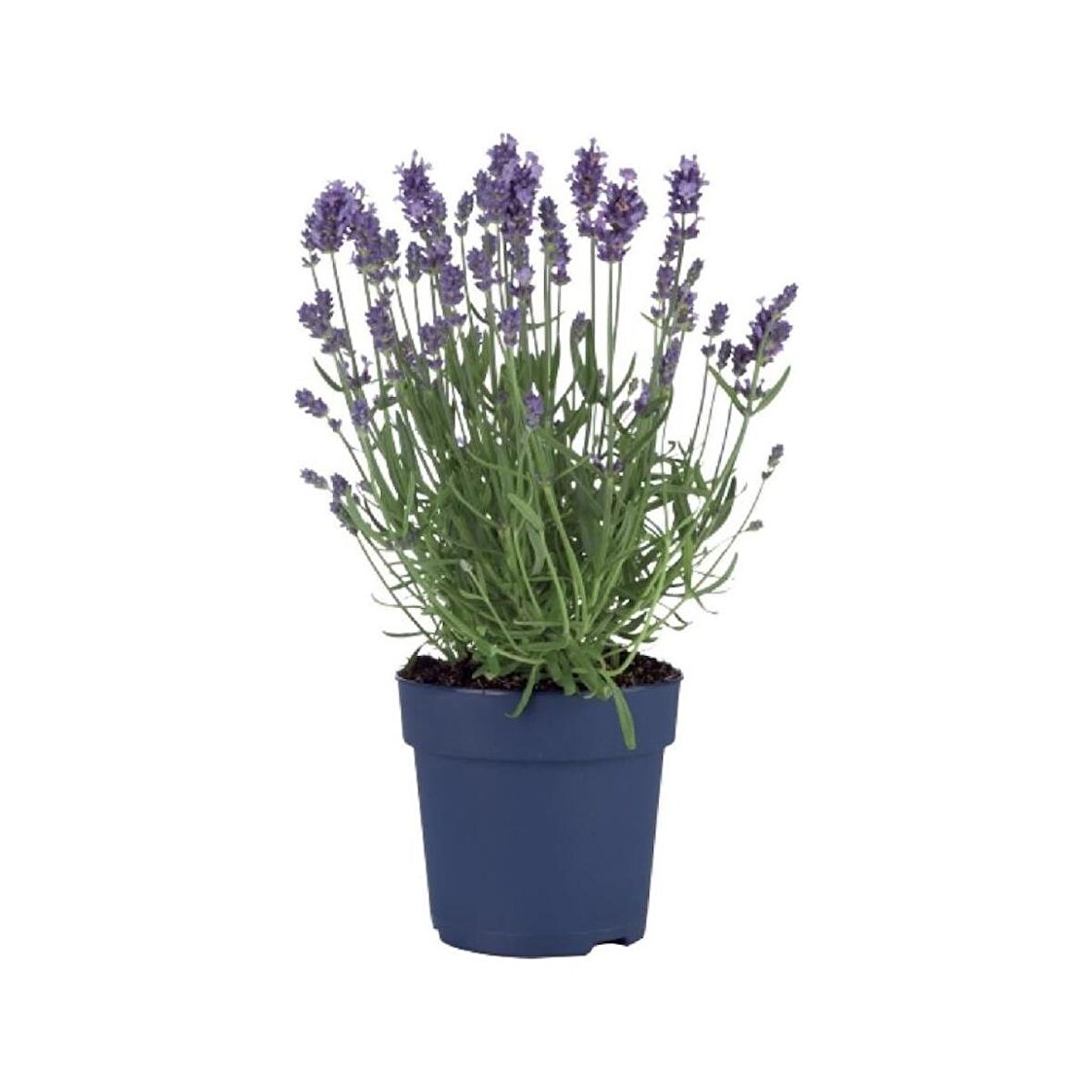 Tıbbi Lavanta Fidanı 2 Adet Lavandula Angustifolia Sevtopolis 2'li