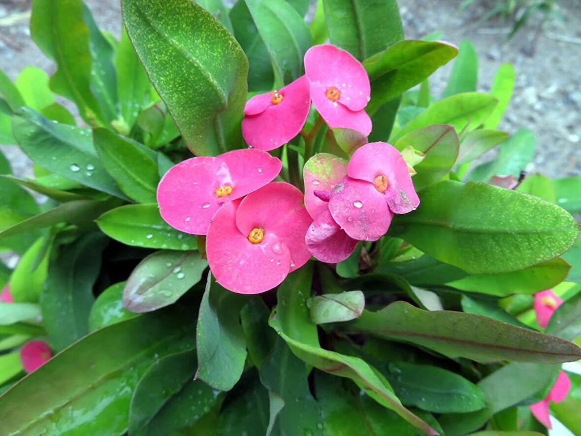 Sıcak Pembe Dikenler Tacı Euphorbia Fidanı 10-30 cm