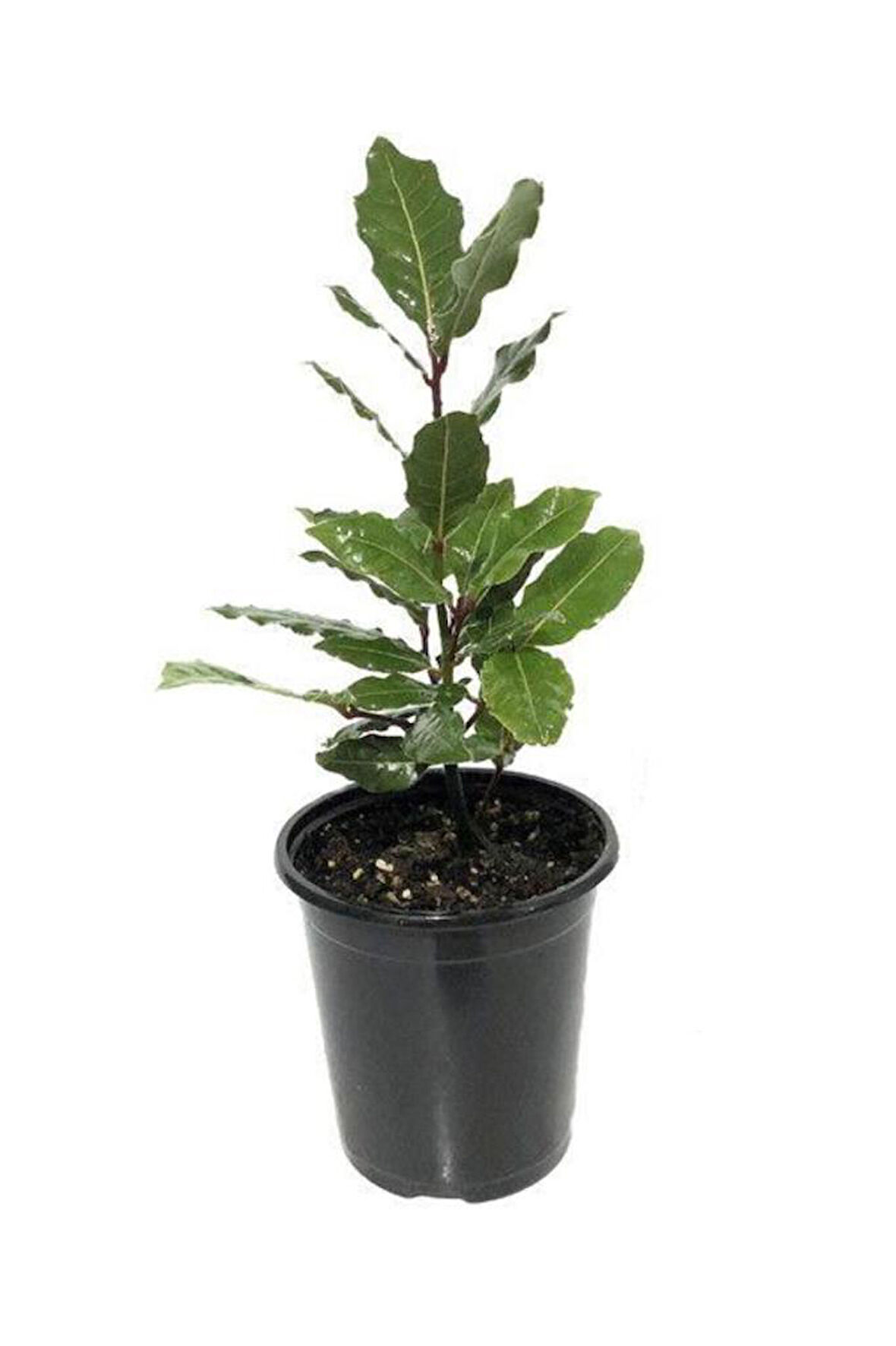 Defne Fidanı 30 - 40 Cm Laurus Nobilis