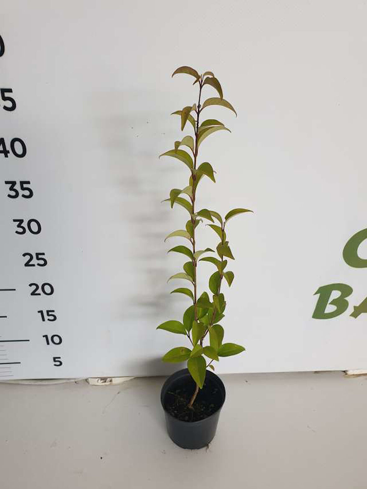 Ligustrum Kurtbağrı Fidanı 10-20 cm