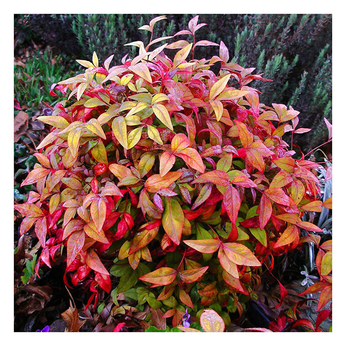 Cennet Bambusu (Nandina Firepower)