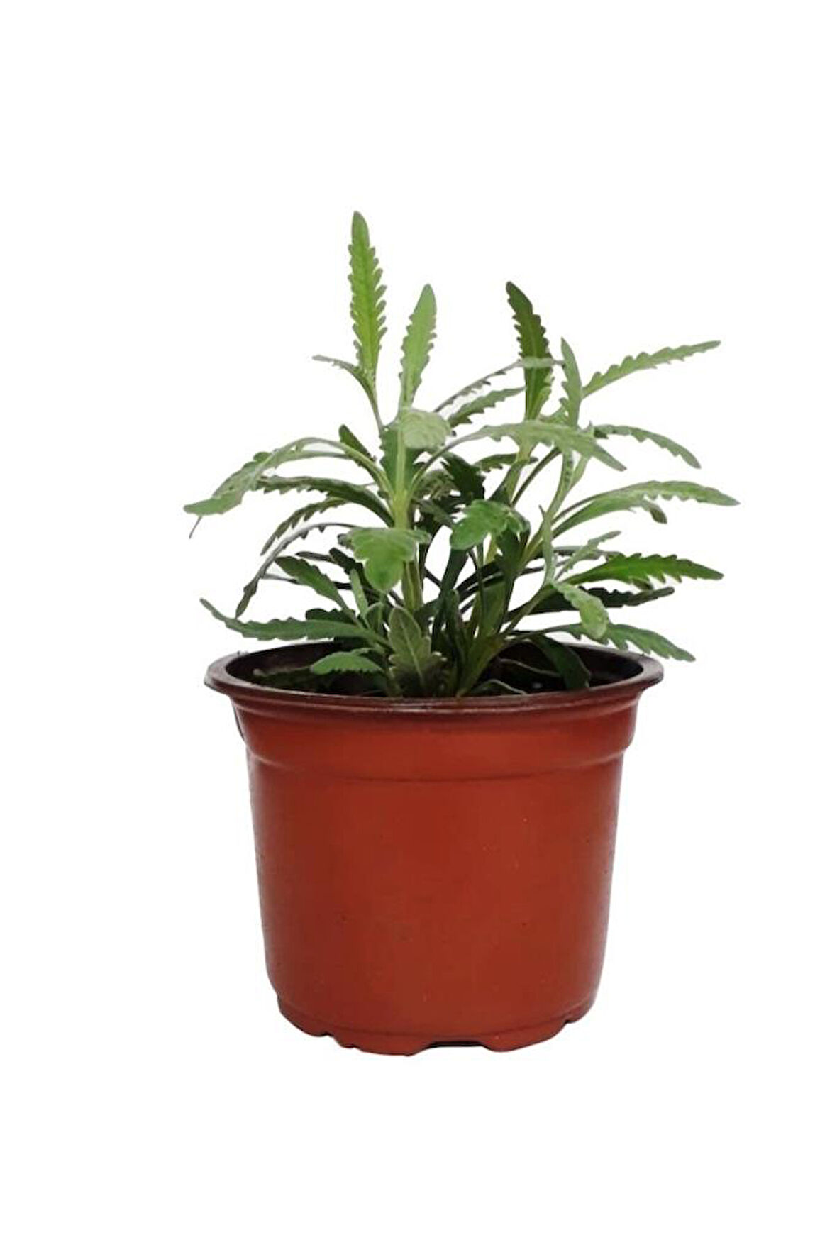 Saksıda Lavanta Fidesi Fidanı 10-20 cm