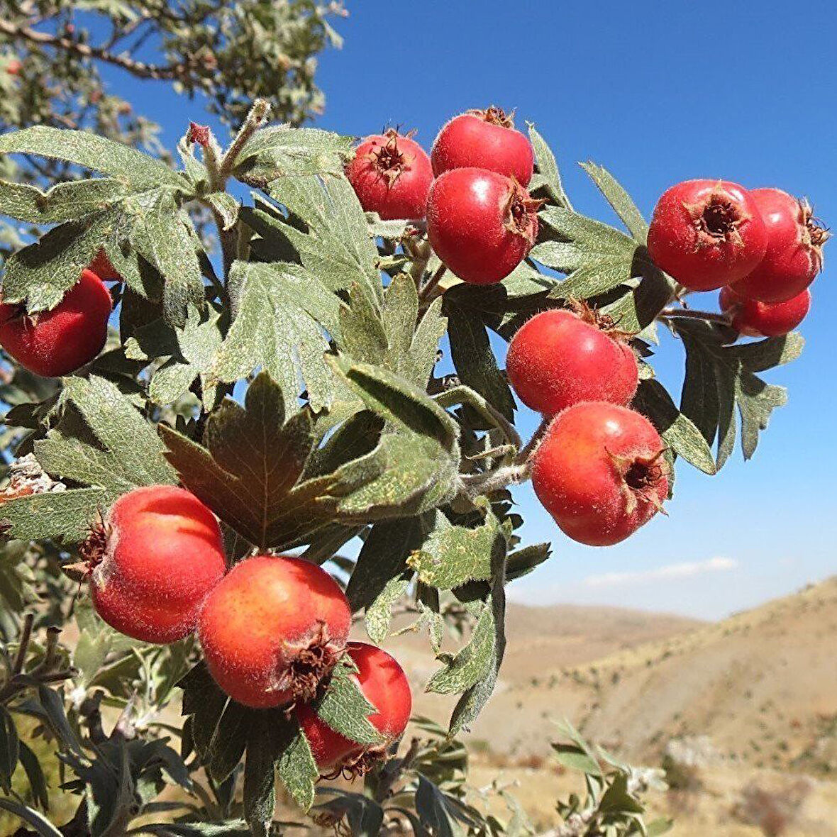 Soğuklara Dayanıklı Tüplü Aşılı İri Meyveli Kırmızı Alıç Fidanı(60-100 cm)