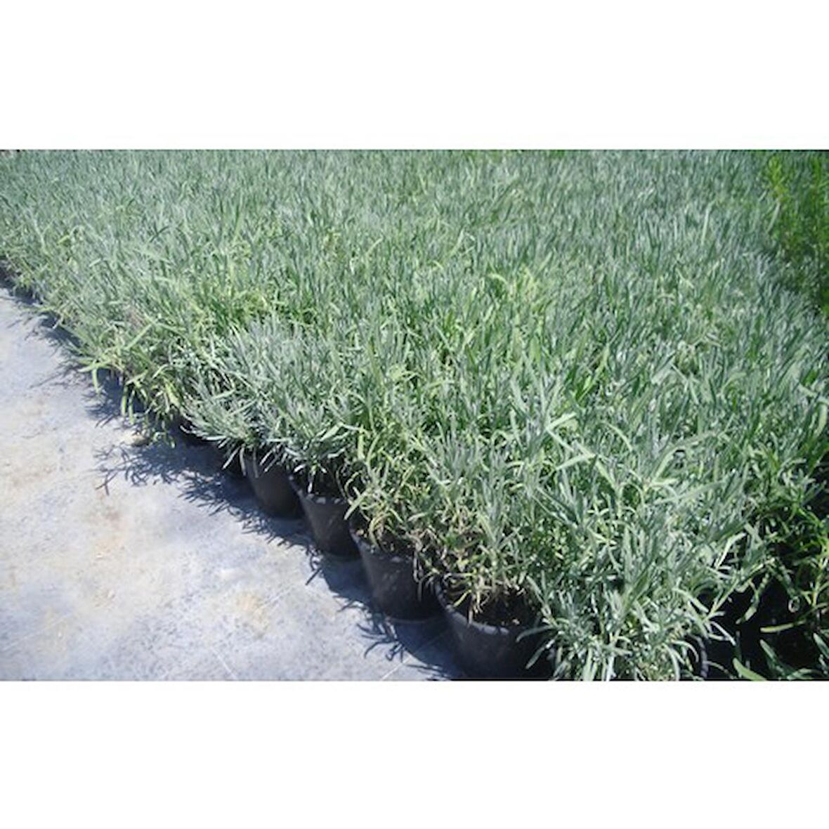 Lavanta Fidanı 2 Adet 30-40 cm (Lavandula intermedia)