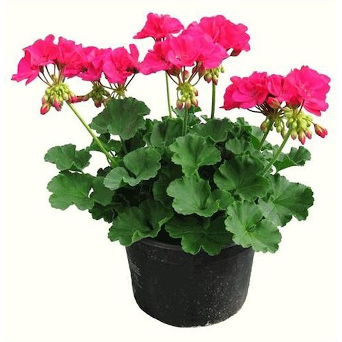 Armin Hatun Şeker Pembe Sardunya Fidanı 10-20 cm